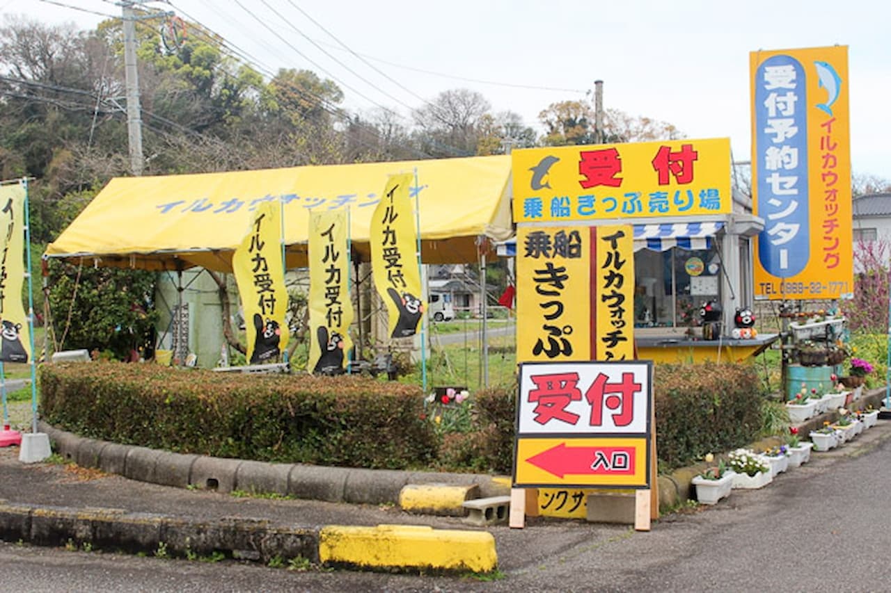 Dolphin Watching Experience in Amakusa - image 8