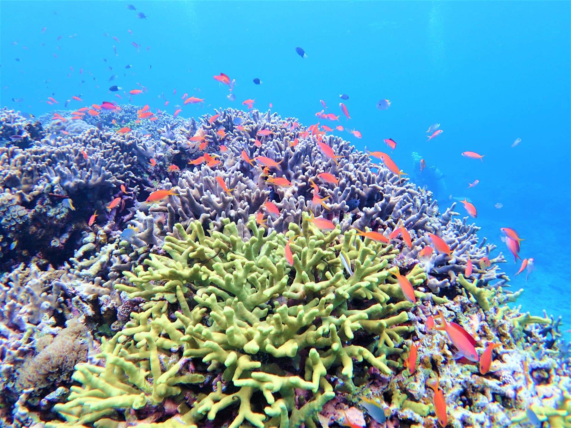Half-Day Morning Snorkeling Tour with Phantom Island Visit - image 6